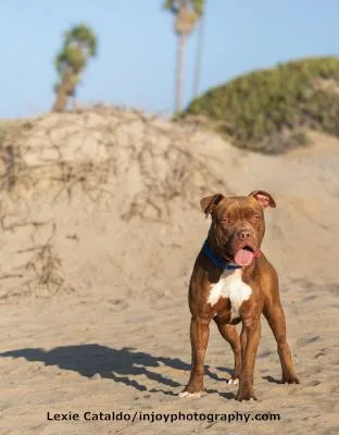 Brown Sugar thumbnail 5