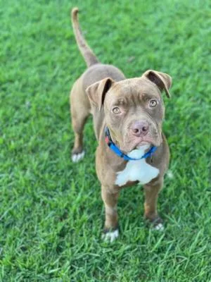 Brown Sugar thumbnail 6