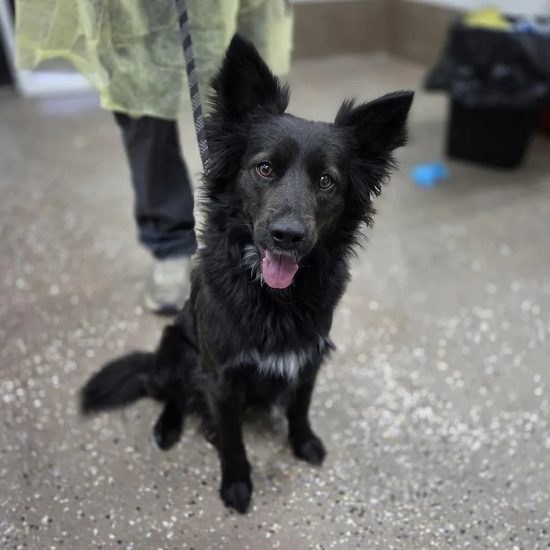An adult medium-sized male Black Border Collie dog named Wilder for adoption in Incline Village, NV