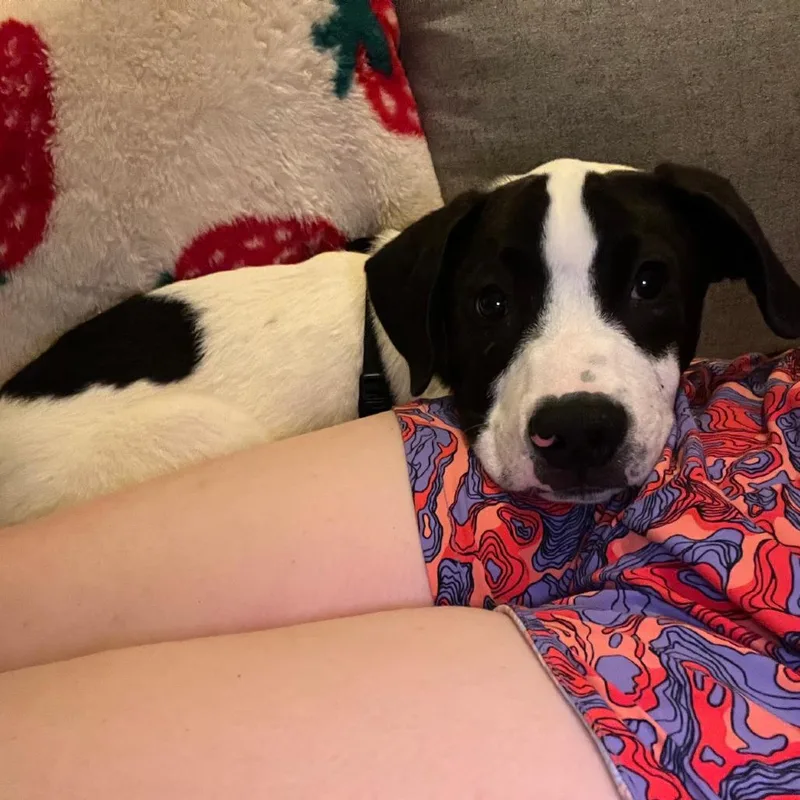 Farm Pup: Moo Moo