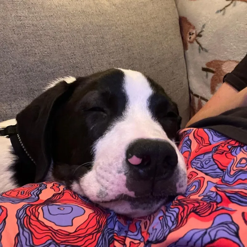 Farm Pup: Moo Moo thumbnail 2