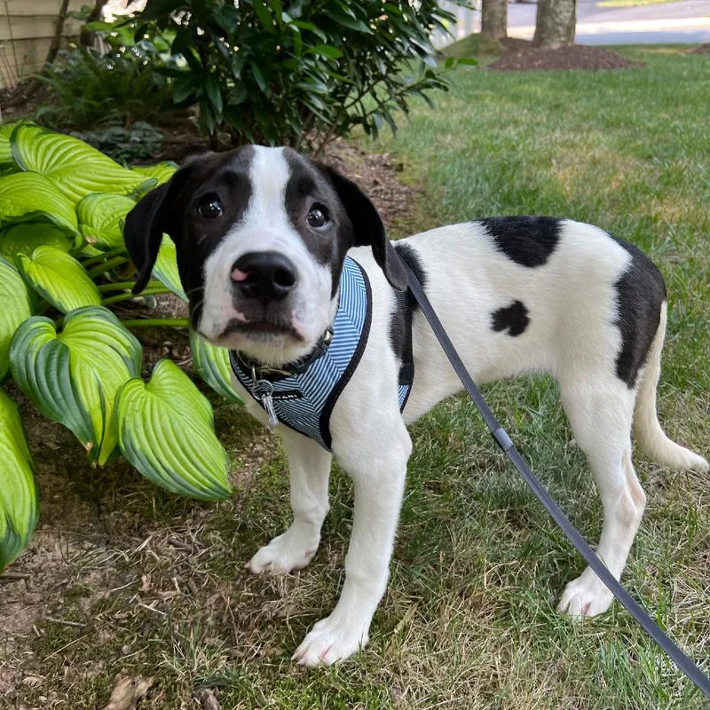 Farm Pup: Moo Moo thumbnail 3