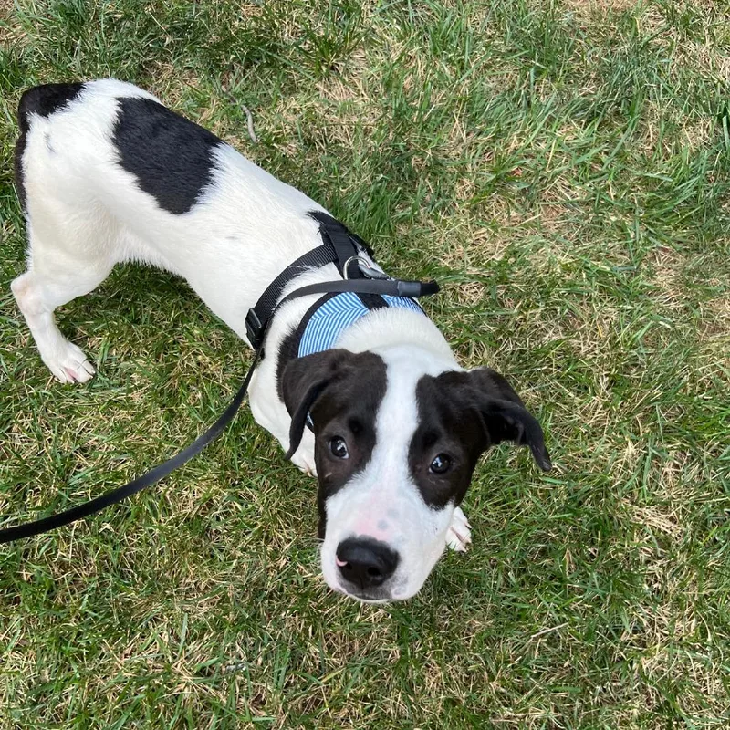 Farm Pup: Moo Moo thumbnail 4