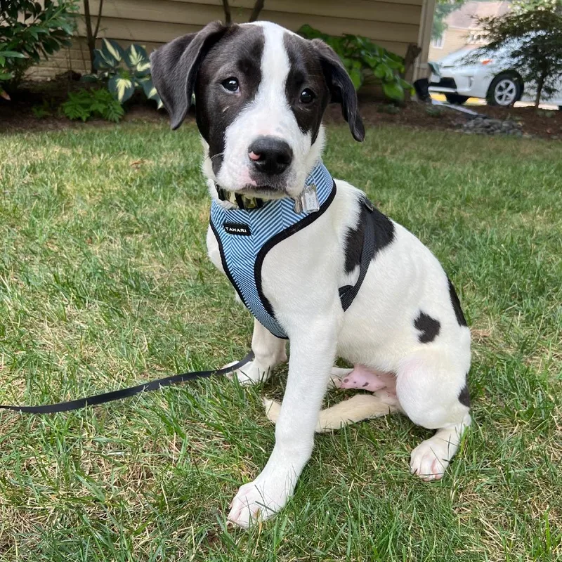 Farm Pup: Moo Moo thumbnail 5