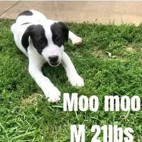 Farm Pup: Moo Moo thumbnail 6