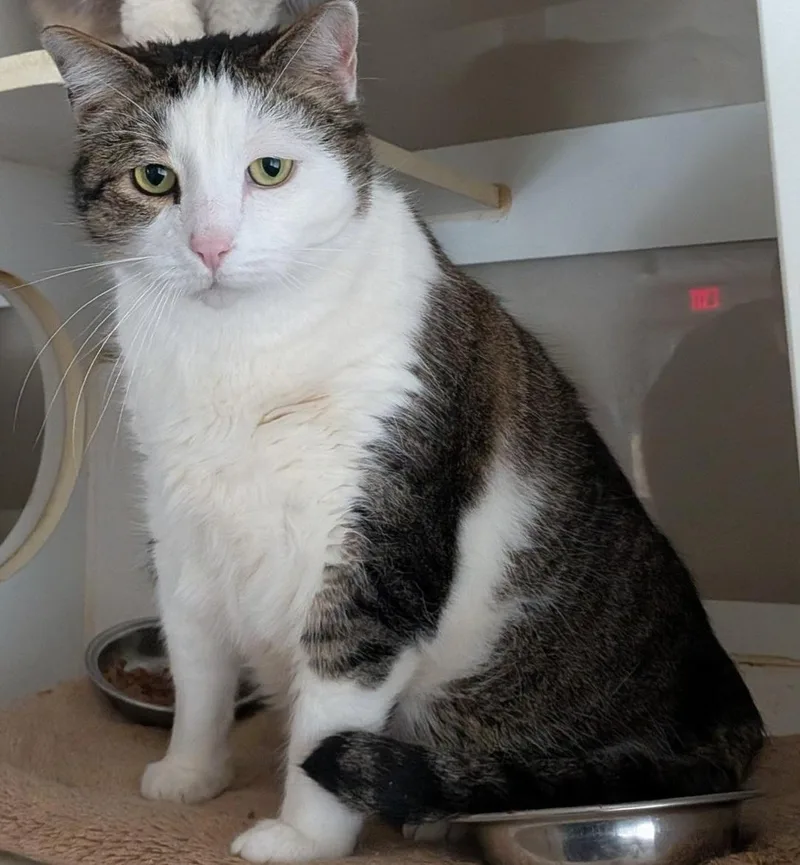 An adult extra large-sized male Tabby (Brown / Chocolate) Domestic Short Hair cat named Patrick for adoption in Mansfield Center, CT