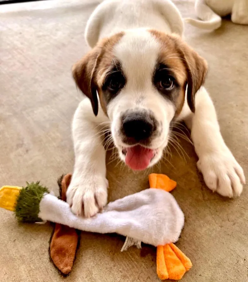 Brutus