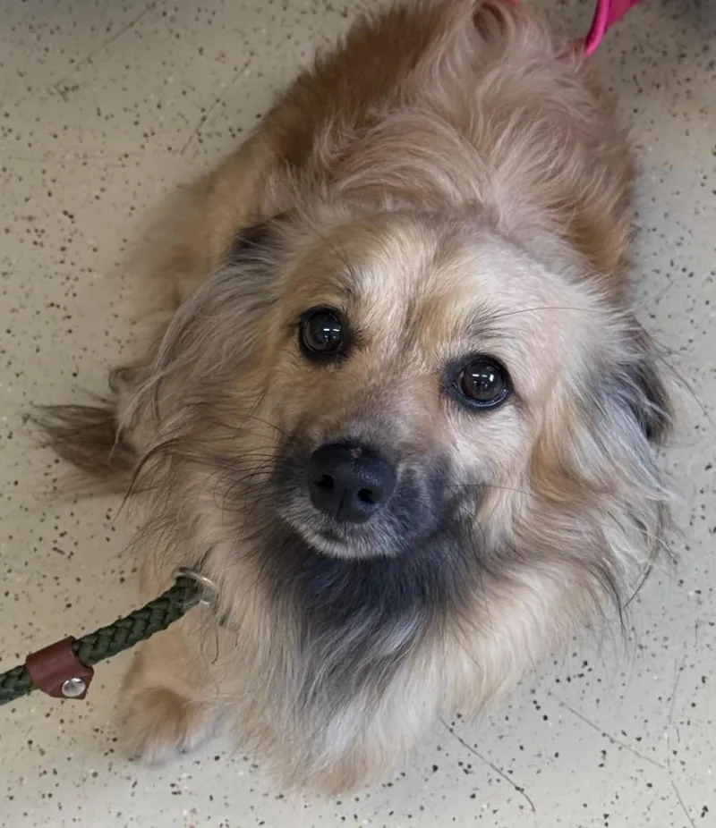 An adult small-sized male Tricolor (Brown, Black, & White) Dachshund dog named Max for adoption in Amery, WI