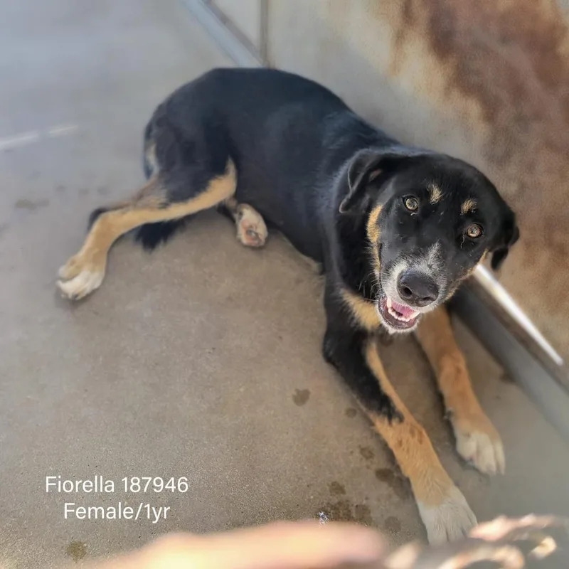 An adult medium-sized female Black Shepherd dog named Bella for adoption in Edinburg, TX