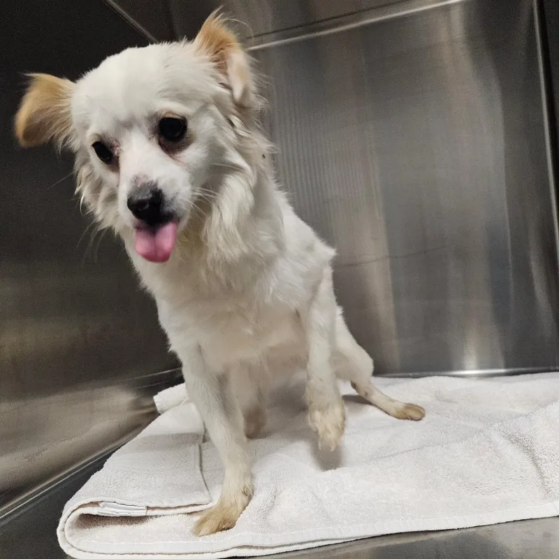 An adult small-sized male White / Cream Pomeranian dog named English Muffin for adoption in Greensboro, NC