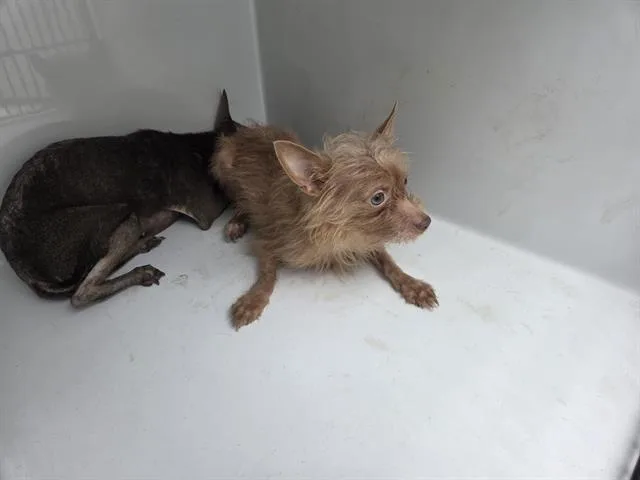 A young small-sized female Cairn Terrier dog named A for adoption in Houston, TX