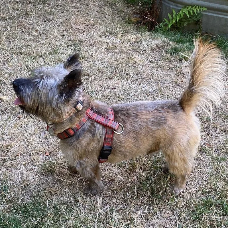 An adult small-sized male Brindle Cairn Terrier dog named Franky in Portland Oregon for adoption in Chicago, IL