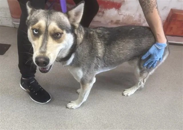 A young large-sized female Siberian Husky dog named Papaya for adoption in San Bernardino, CA