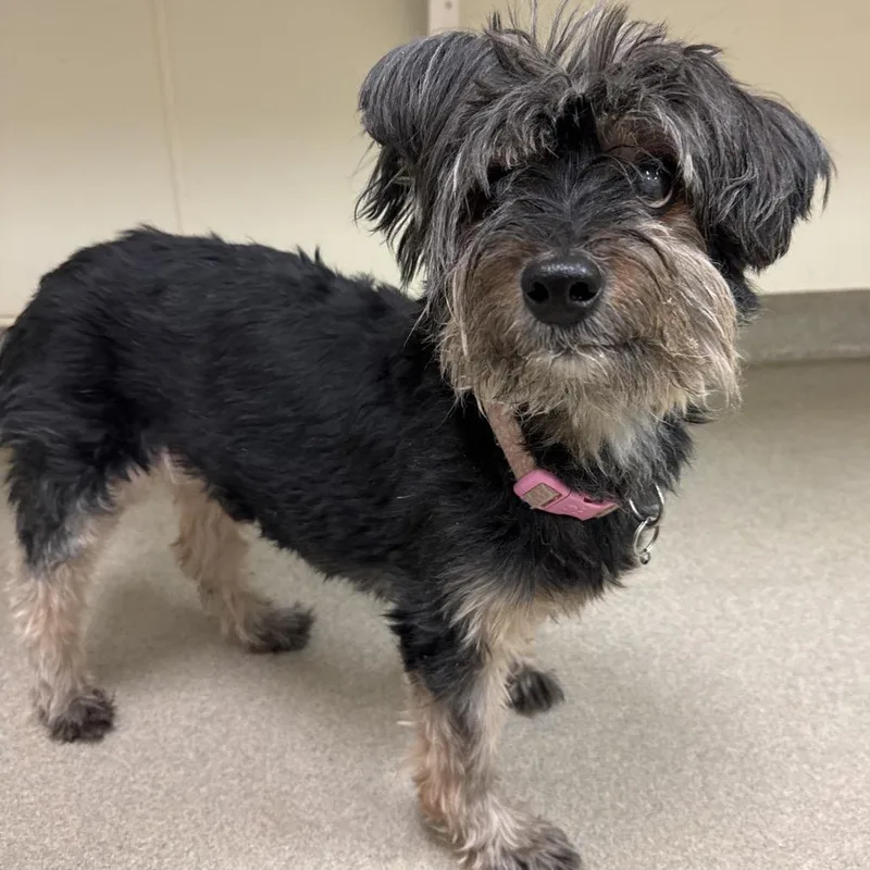 A senior small-sized male Black Yorkshire Terrier dog named Sir Didymus for adoption in Lynchburg, VA