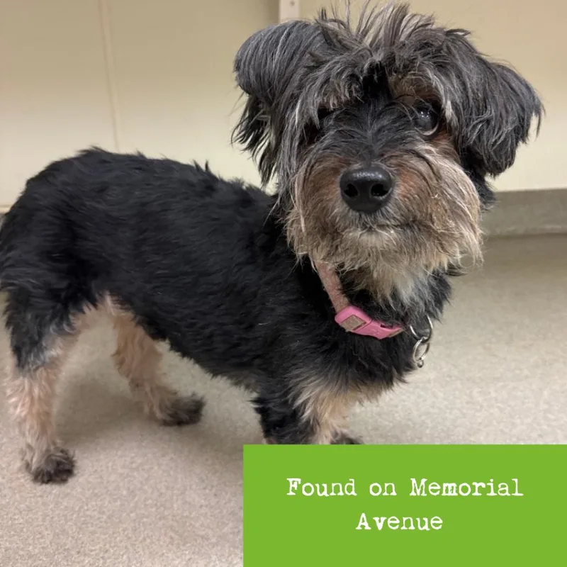 Sir Didymus thumbnail 2