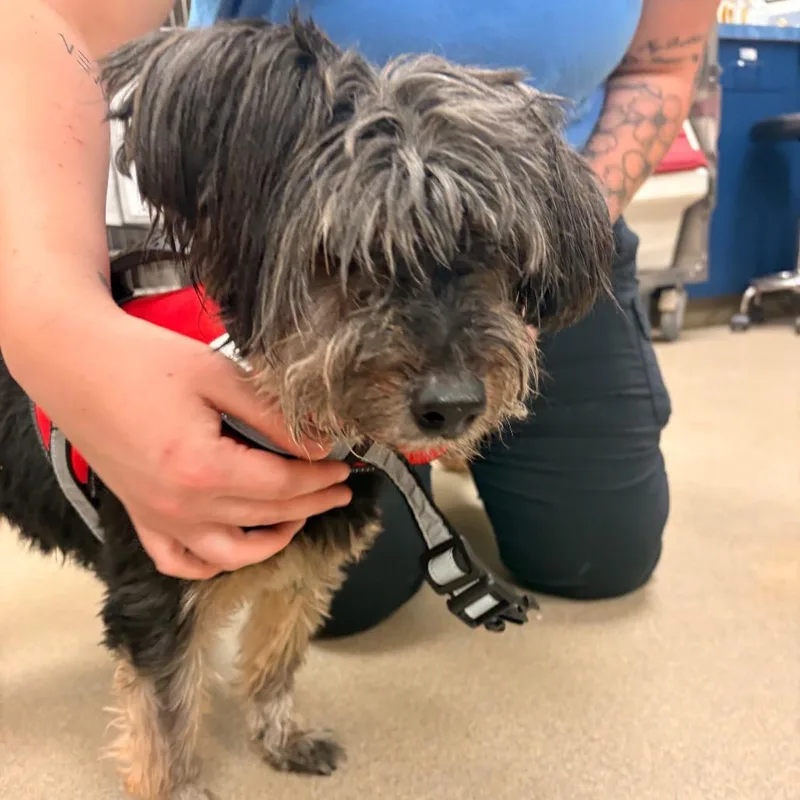 Sir Didymus thumbnail 3