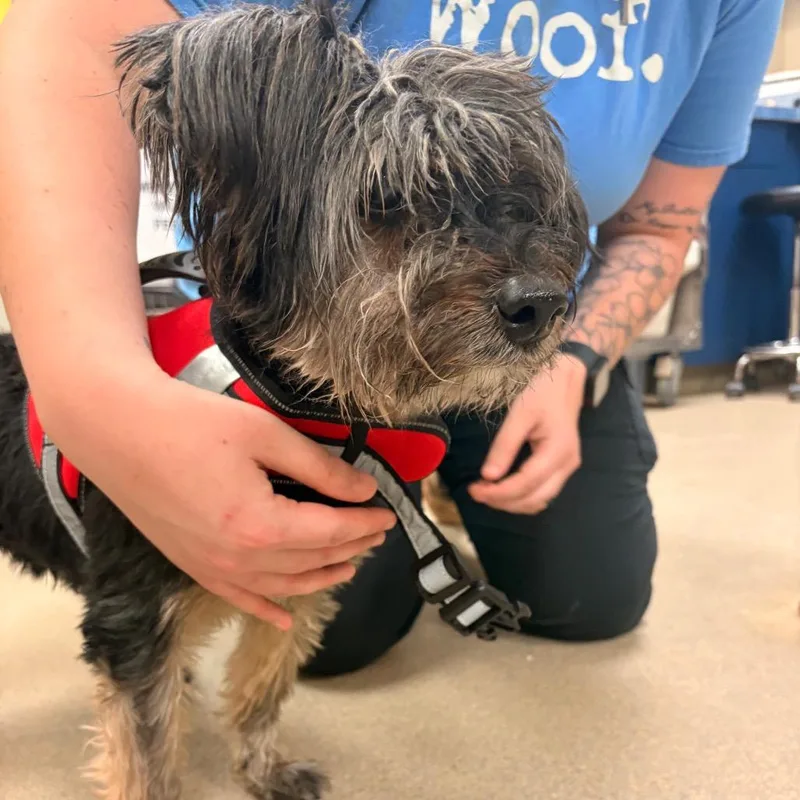 Sir Didymus thumbnail 4