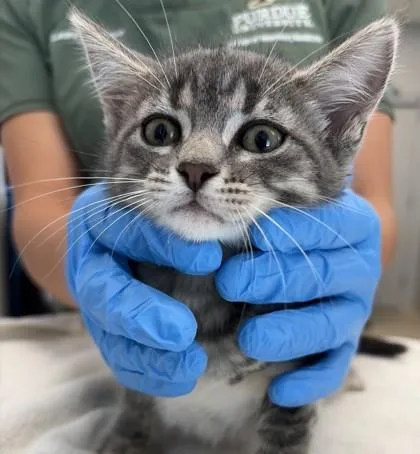 A young small-sized female Domestic Short Hair cat named Hermione for adoption in Lafayette, IN