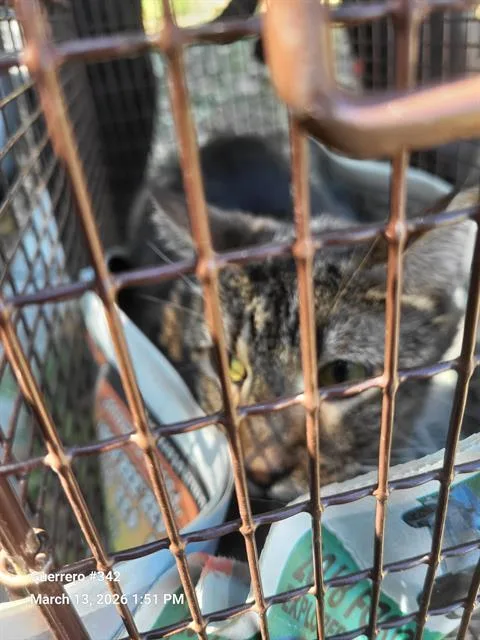 A young medium-sized male Domestic Short Hair cat named 2-9 for adoption in San Antonio, TX