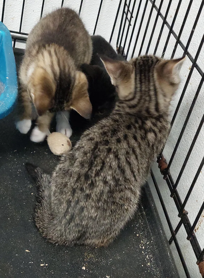 A baby medium-sized female Domestic Short Hair cat named Blanding for adoption in Rehoboth, MA
