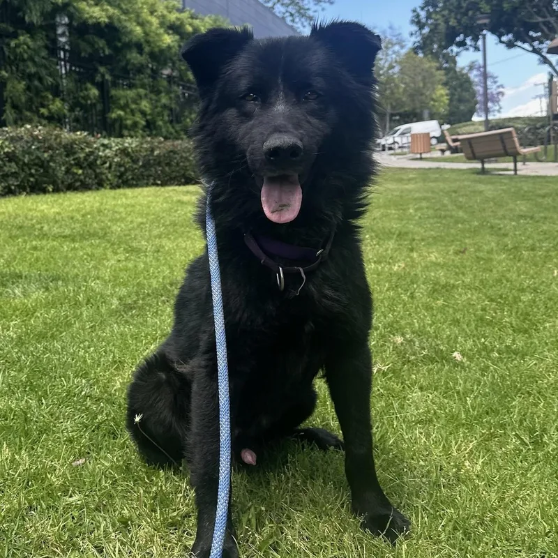 A young medium-sized male Australian Shepherd dog named Duggan for adoption in Newport Beach, CA