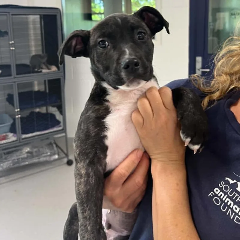 A baby small-sized male Black American Staffordshire Terrier dog named Bennett for adoption in Hampton Bays, NY
