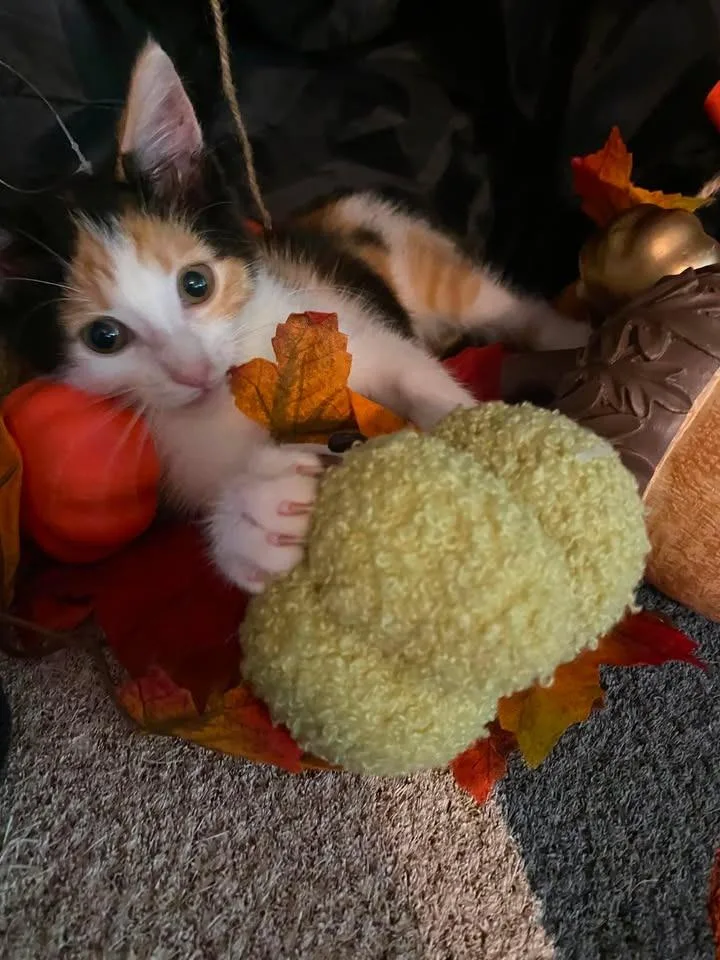 A baby small-sized female Domestic Short Hair cat named Frannie for adoption in Effingham, IL