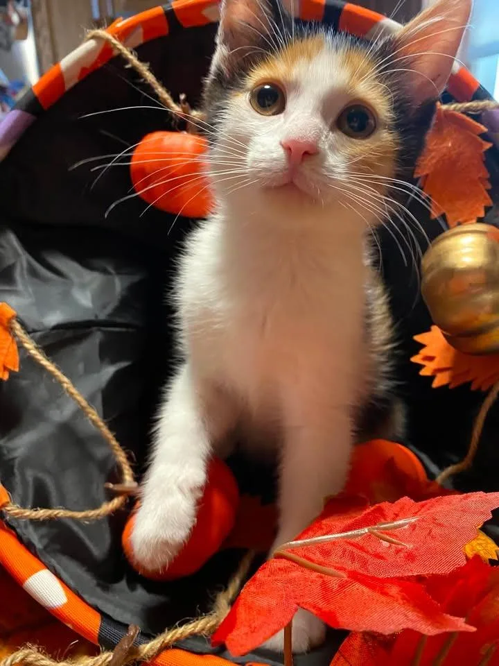 Frannie thumbnail 3