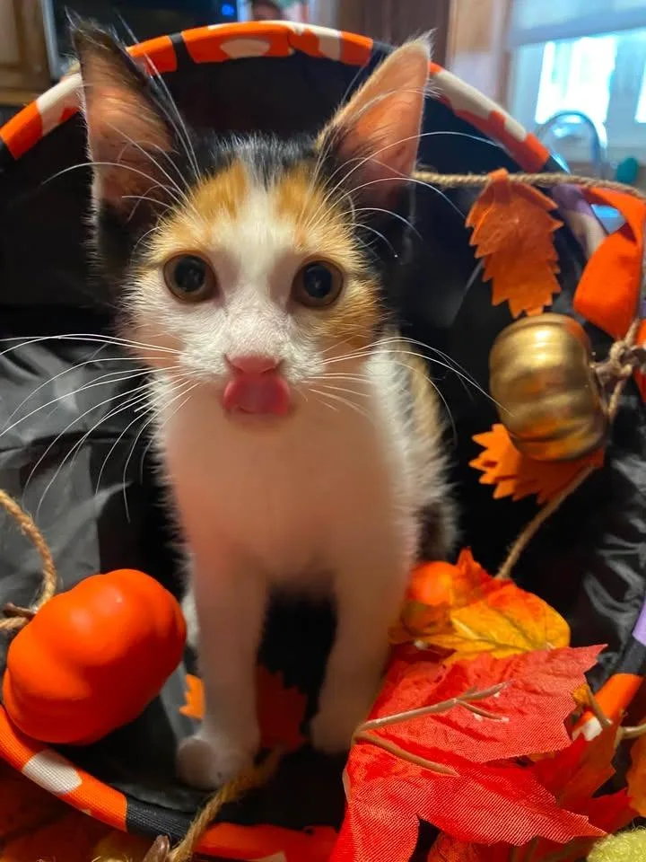 Frannie thumbnail 4