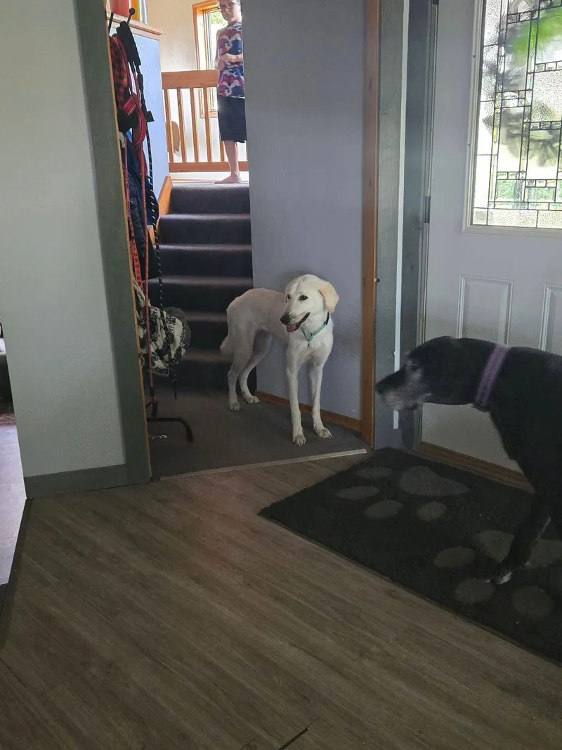 An adult large-sized male Labrador Retriever dog named Jeff for adoption in New London, WI