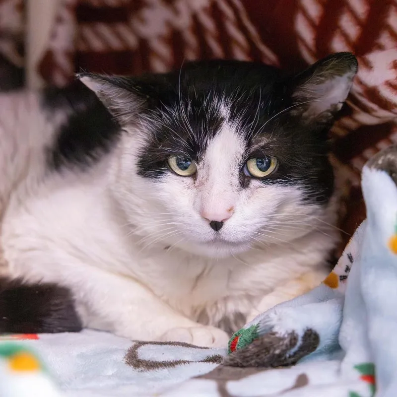 An adult large-sized male Black Domestic Short Hair cat named Patch Adams for adoption in Mentor, OH