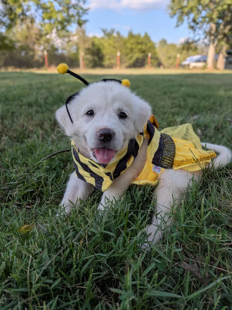 A baby extra large-sized female White / Cream Great Pyrenees dog named Dandy for adoption in Spring hill, TN