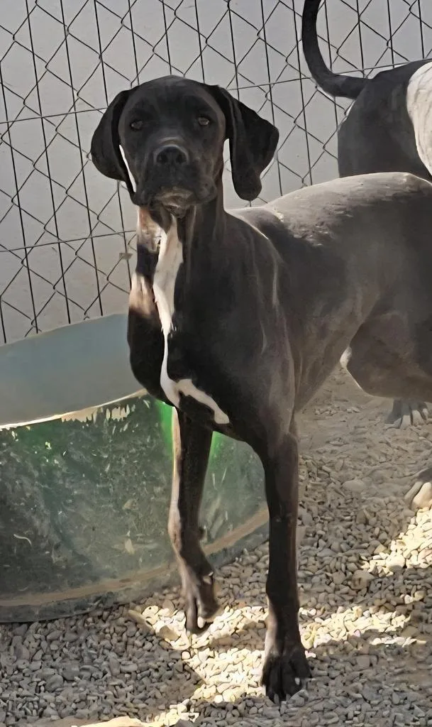A young medium-sized female Irish Setter dog named Calen for adoption in Pahrump, NV
