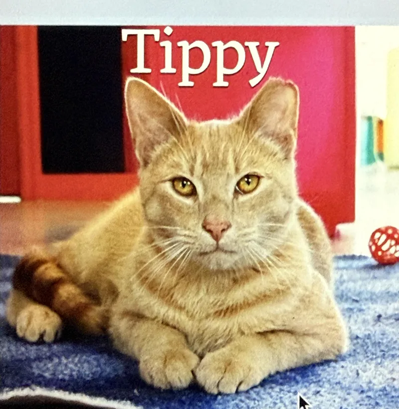 Tippy