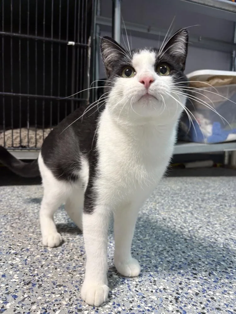 A young small-sized male Black & White / Tuxedo Domestic Short Hair cat named Parker for adoption in Mishawaka, IN