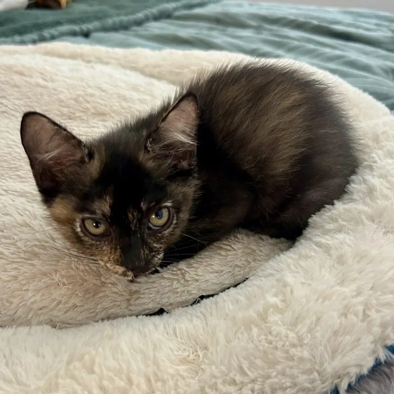 A baby medium-sized female Tortoiseshell Domestic Short Hair cat named Trolley for adoption in Queen Creek, AZ