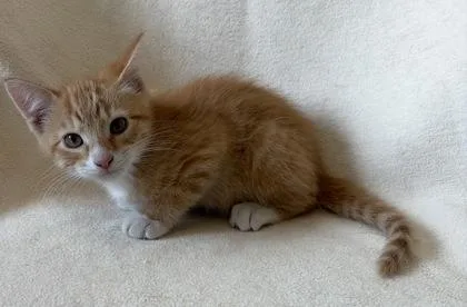 A young medium-sized male Domestic Short Hair cat named Mango for adoption in Buffalo, MN