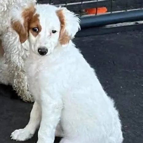 A baby medium-sized female White / Cream Goldendoodle dog named Zena for adoption in Santa Rosa, CA