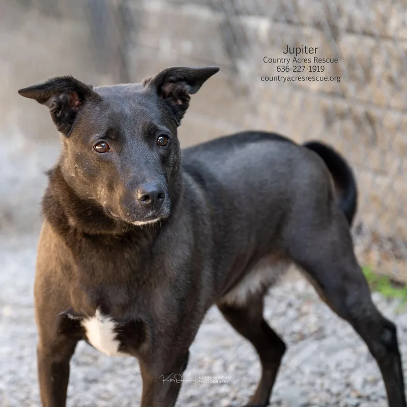 An adult medium-sized female Cattle Dog dog named Jupiter for adoption in Manchester, MO