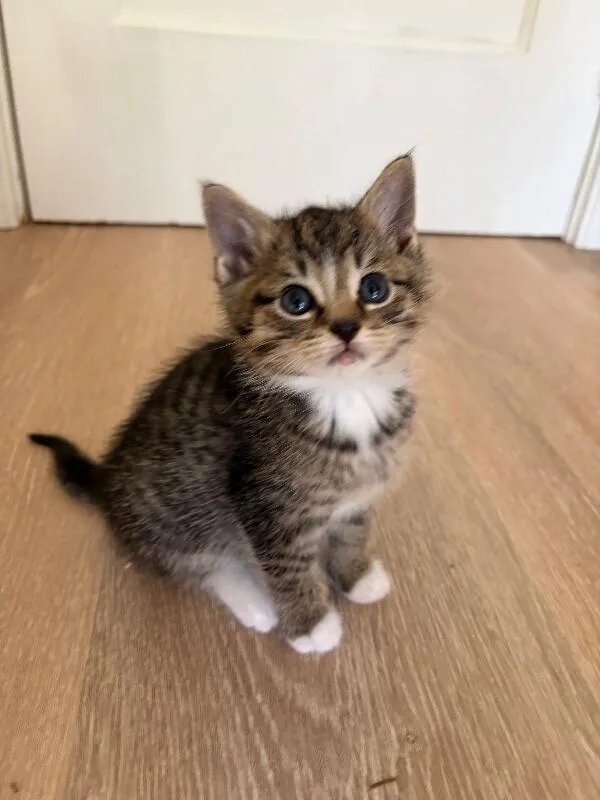 A young medium-sized female Tabby (Tiger Striped) Domestic Short Hair cat named Coco for adoption in Warren, PA