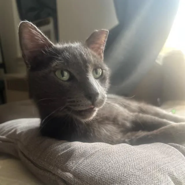 Harry Pawter thumbnail 2