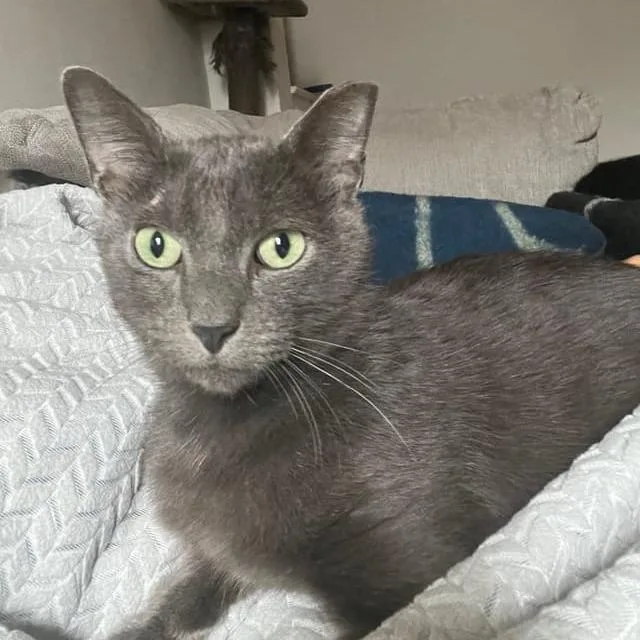 Harry Pawter thumbnail 3