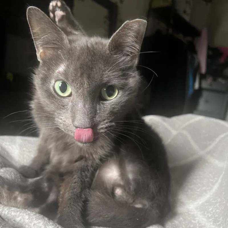 Harry Pawter thumbnail 4