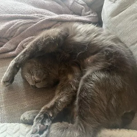 Harry Pawter thumbnail 5