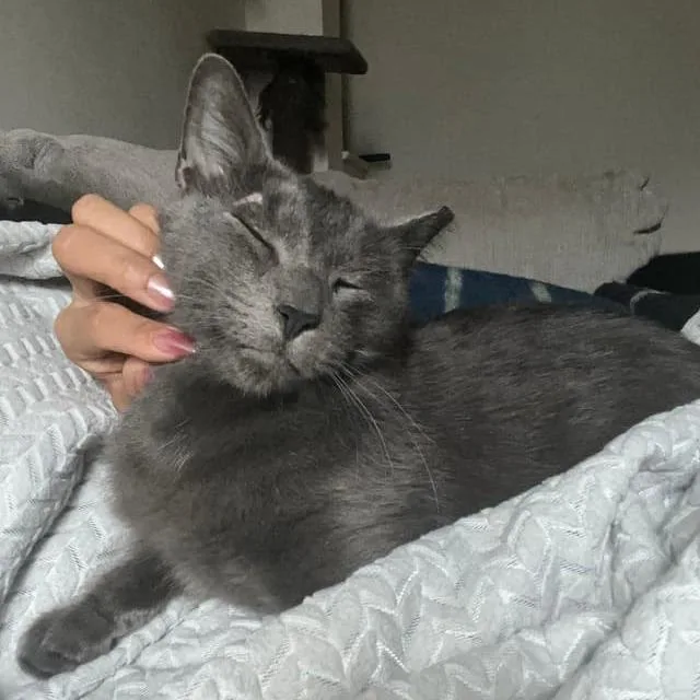 Harry Pawter thumbnail 6