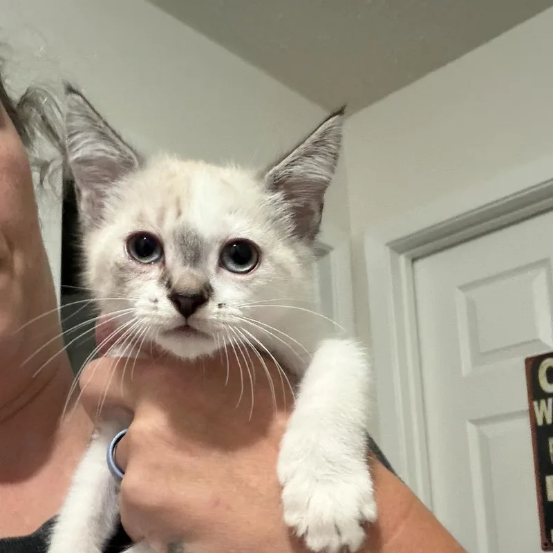 A baby small-sized female Domestic Medium Hair cat named Magnolia for adoption in Hinesville, GA
