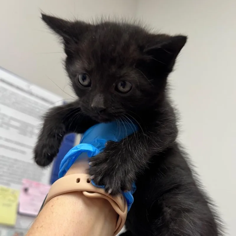 A baby small-sized male Black Domestic Short Hair cat named Fall for adoption in Columbiana, AL