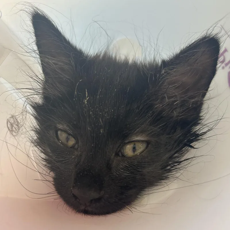 A baby small-sized female Black Domestic Medium Hair cat named Haku for adoption in Leander, TX