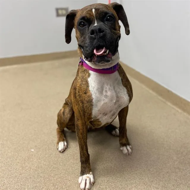 An adult medium-sized female Boxer dog named Joan for adoption in Aurora, CO