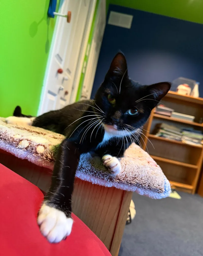 An adult medium-sized female Black & White / Tuxedo Domestic Short Hair cat named Trinity for adoption in Nutley, NJ
